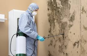 Best Black Mold Removal  in Mcallen, TX